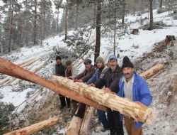 Oltu ormanları gençleştiriliyor